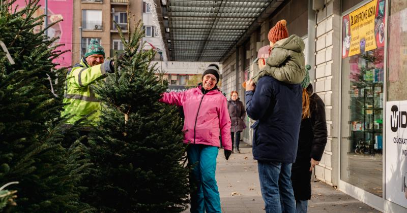 Zala megye erdőségeiből a fővárosi otthonokba - Egy fenyőfa varázslatos átalakulása karácsonyfává.