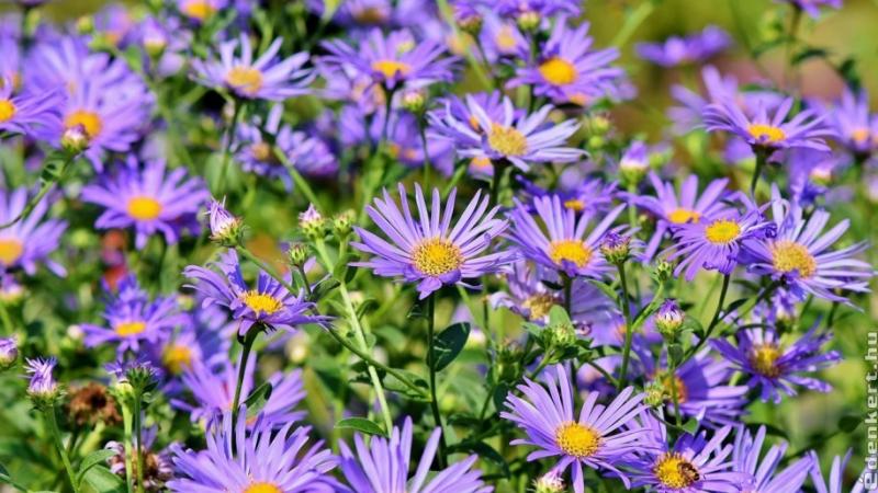 Íme három gyönyörű évelő növény, amelyek októberben ragyogják be a kerteket:

1. **Szentgyörgyfű (Helenium)** - Ez a vibráló színű virág csodás árnyalatokban pompázik, és a hideg hónapokban is vidámságot hoz a kertbe. A napfényes helyeket kedveli, és külö